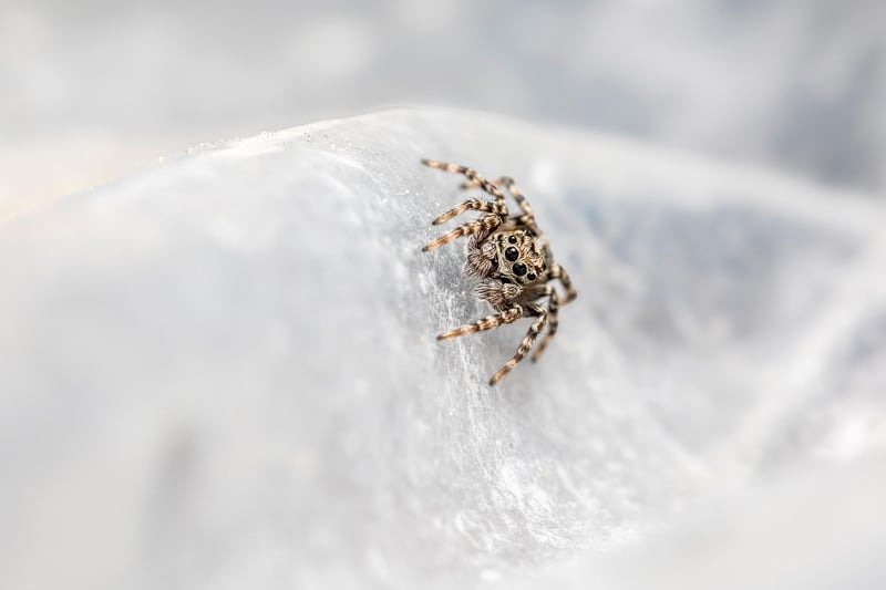 Parasite
